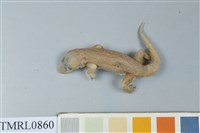 藏品(疣尾蝎虎)的圖片